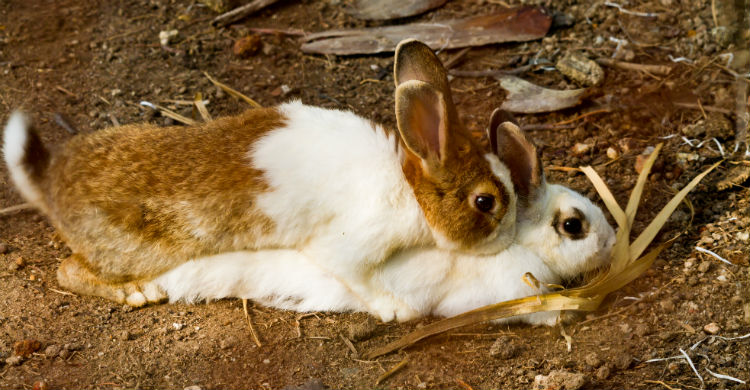Las relaciones sexuales en estos animales duran muy pocos segundos (Foto: iStock)