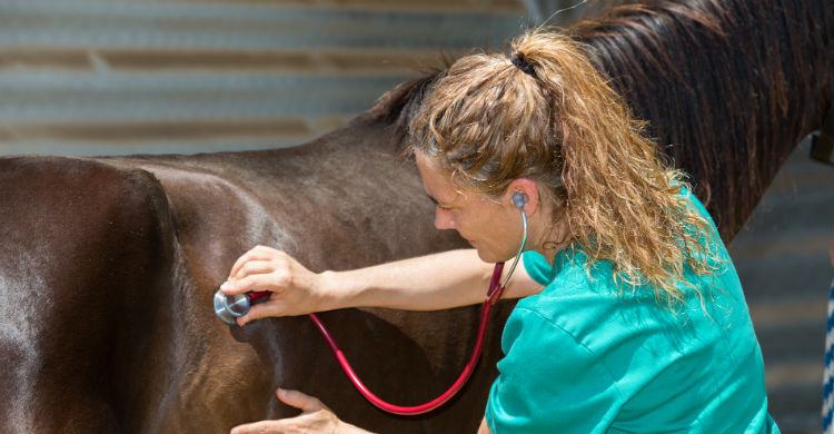 Es importante vigilar la salud de los caballos como de cualquier otro animal (Foto: iStock)