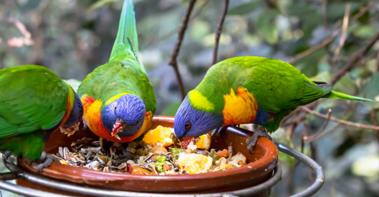 La especie determina qué pueden comer y qué no (Foto: iStock)