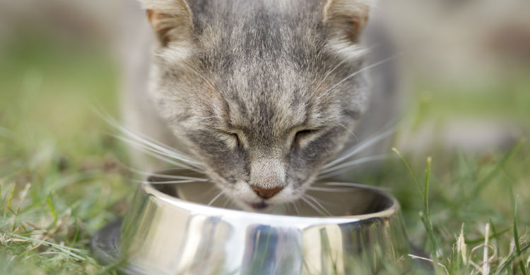 Hay alimentos que, aunque creas que son buenos para tu gato, pueden ser perjudiciales (Foto: iStock)