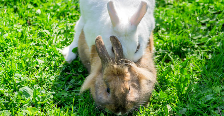Es conveniente no dejar que se apareen hasta que no alcanzan la madurez sexual a los 9 meses aproximadamente (Foto: iStock)