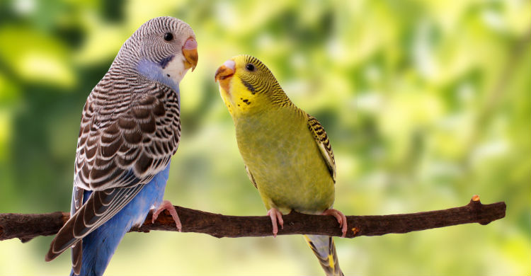 Son animales muy fieles y con miedo a la soledad (Foto: iStock)