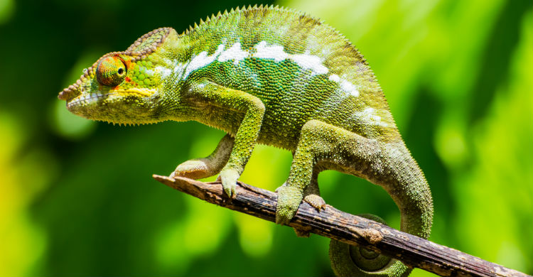 La temperatura, la humedad y la luz son fundamentales en su desarrollo (Foto: iStock)