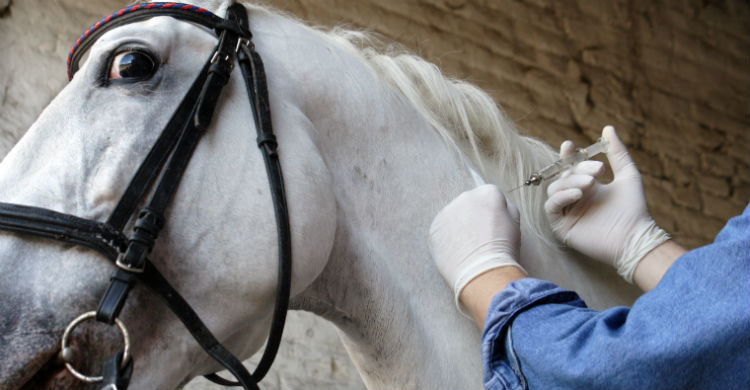 Muchas de las enfermedades que contraen lo hacen de forma similar a los humanos (Foto: iStock)