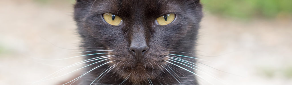 Los gatos pueden presentar caspa en su pelaje (iStock).