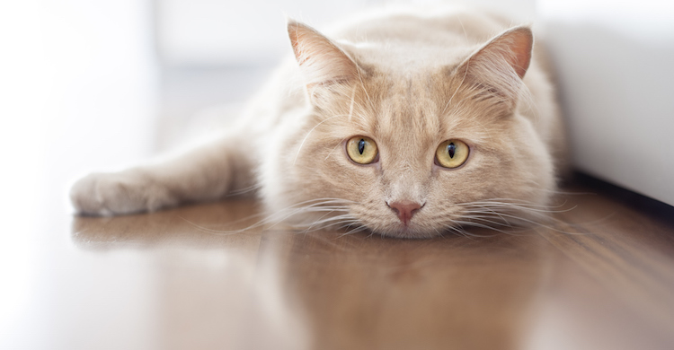 La prevención es fundamental para evitar que tu gato tenga caspa (iStock).