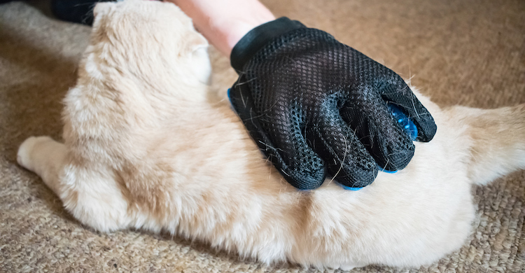 Hay que peinar al gato para eliminar la piel muerta (iStock).