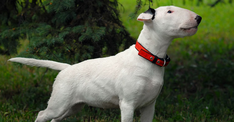 En apenas una semana, el perro fue recuperado (Foto: iStock)
