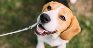 Beagle (Istock)