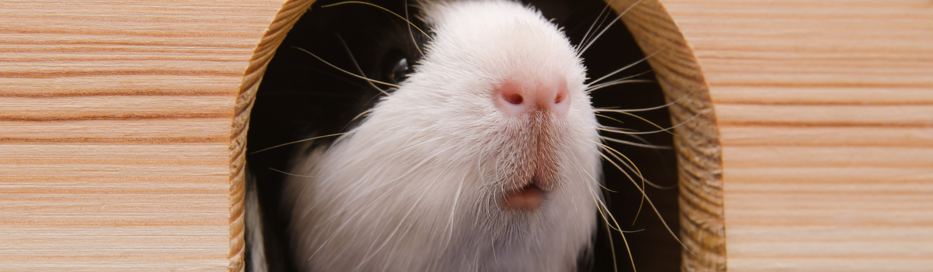 Las cobayas son seres entrañables y muy sociables (iStock).