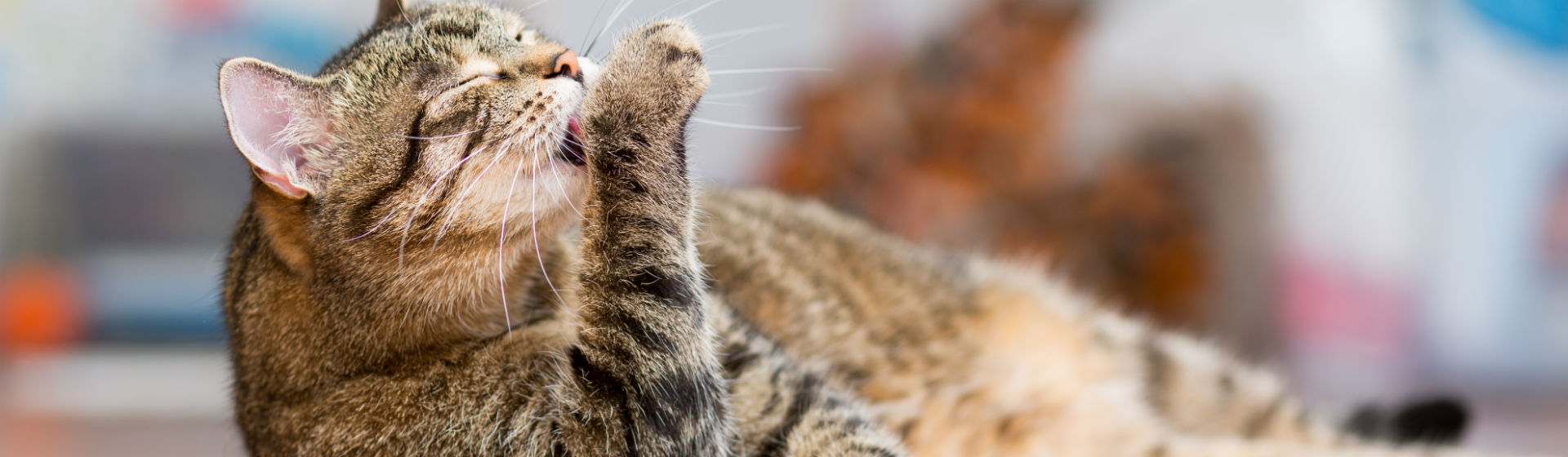 Cosas a tener en cuenta si vas a dejar a tu gato solo en casa (Foto: iStock)