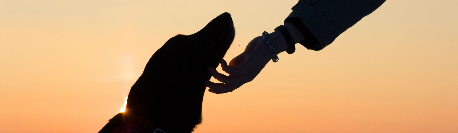 Si te encuentras un animal no deberías llevártelo a casa (Foto: iStock)