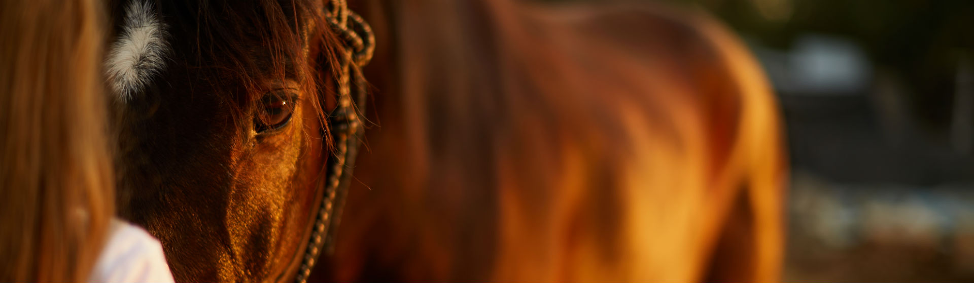 Los caballos son fundamentales en muchas terapias (Foto: iStock)