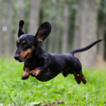 Dachshund (Istock)