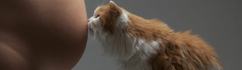 Gatos y embarazadas, una combinación de lo más tierna (iStock).