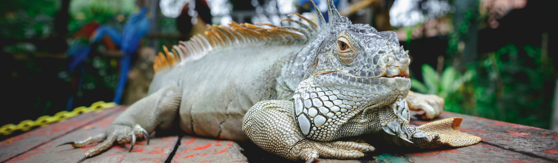 Hay que elegir muy bien qué especie metes en casa (Foto: iStock)