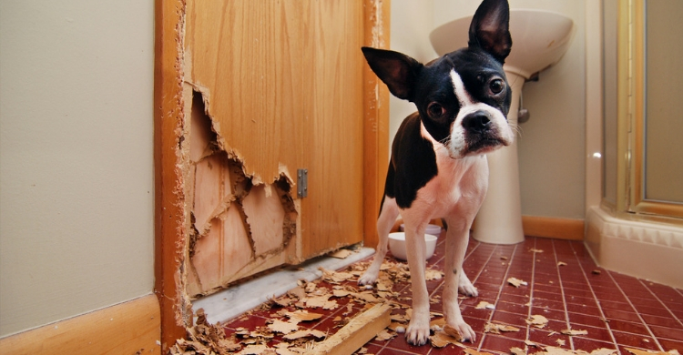 Ante cualquier duda consulta con tu veterinario (Istock)