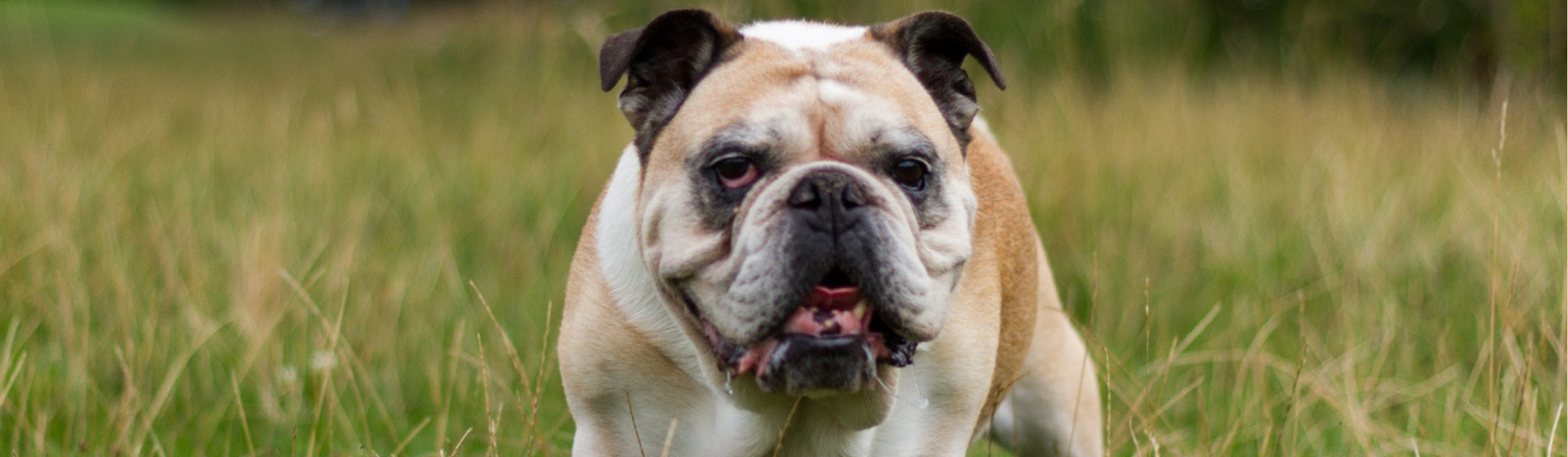 Qué hacer si tu perro tiene los testículos inflamados (Istock)