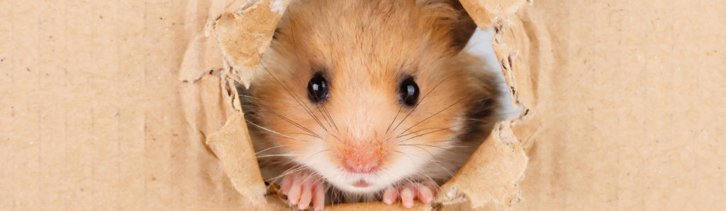 Las 8 mejores mascotas si vives solo (Istock)
