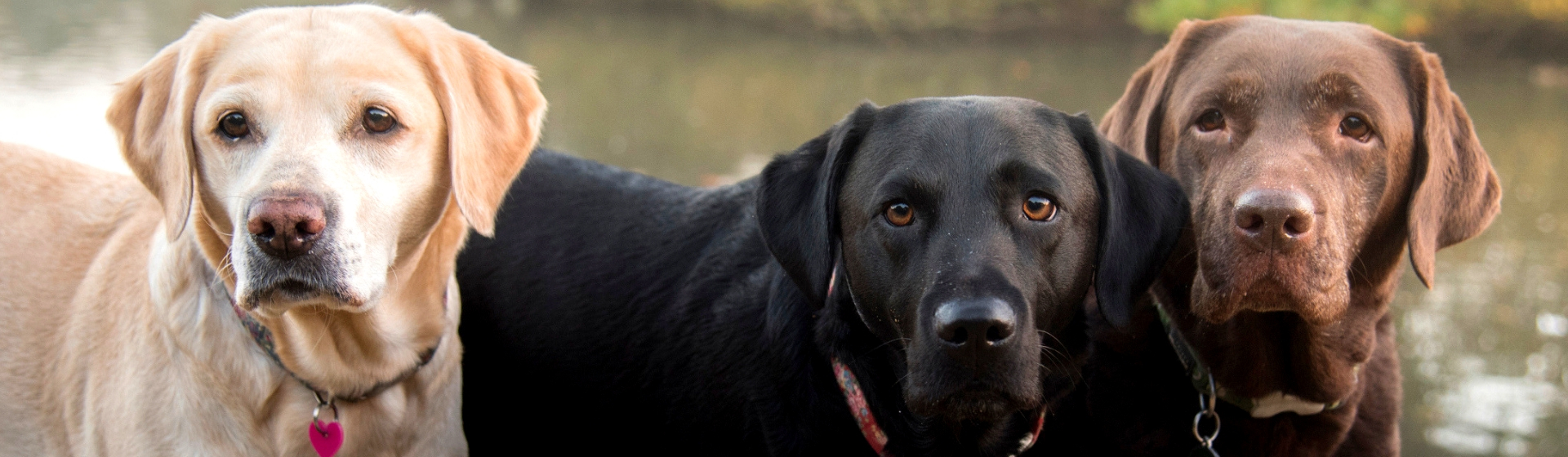 Como afecta el color de tu perro en su esperanza de vida (Istock)