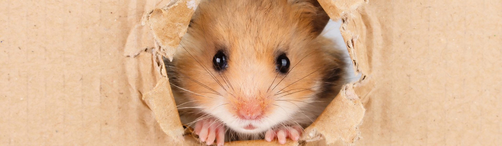 Las 8 mejores mascotas si vives solo (Istock)