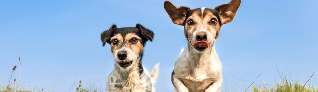 El peligro de dejar solos en casa a dos perros dominantes (Istock)