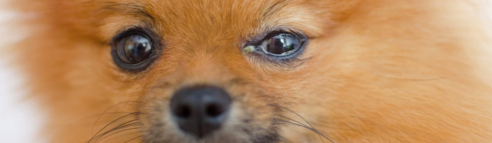 5 formas de tratar la conjuntivitis de tu perro (Istock)
