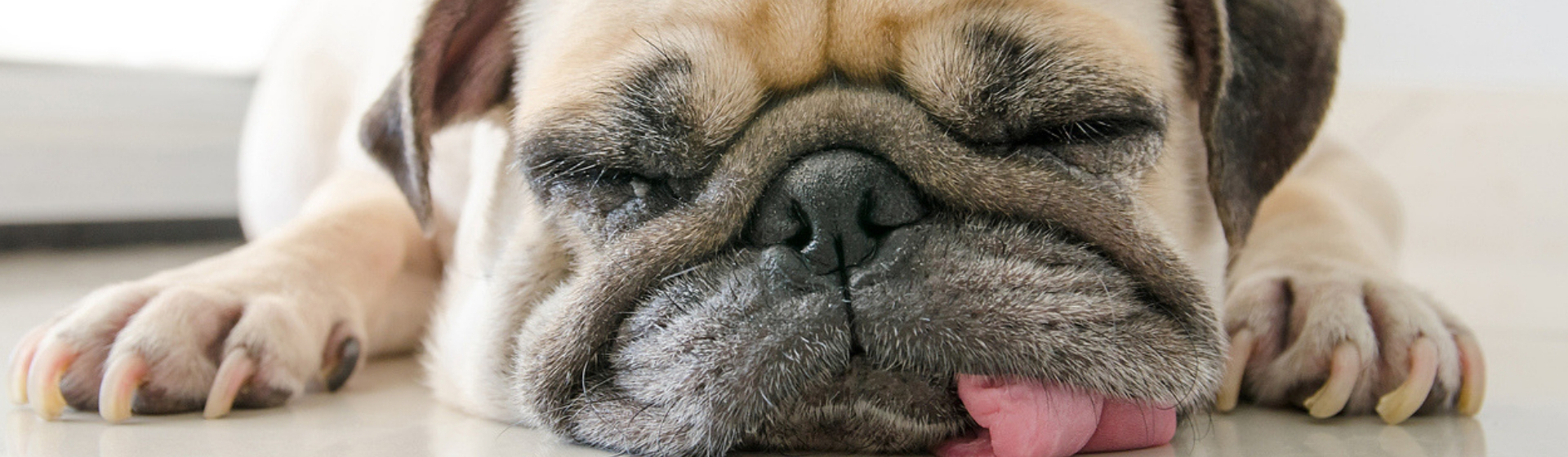 ¿Cada cuánto tienes que bañar a tu perro? (Istock)