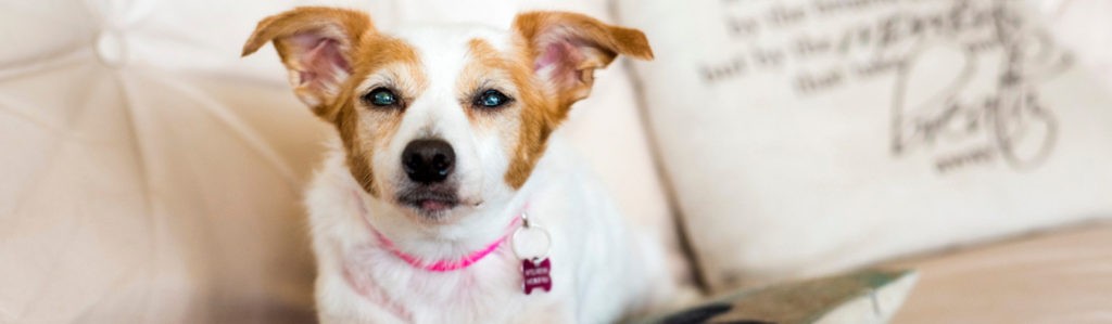 7 consejos para tratar con un perro ciego (Istock)
