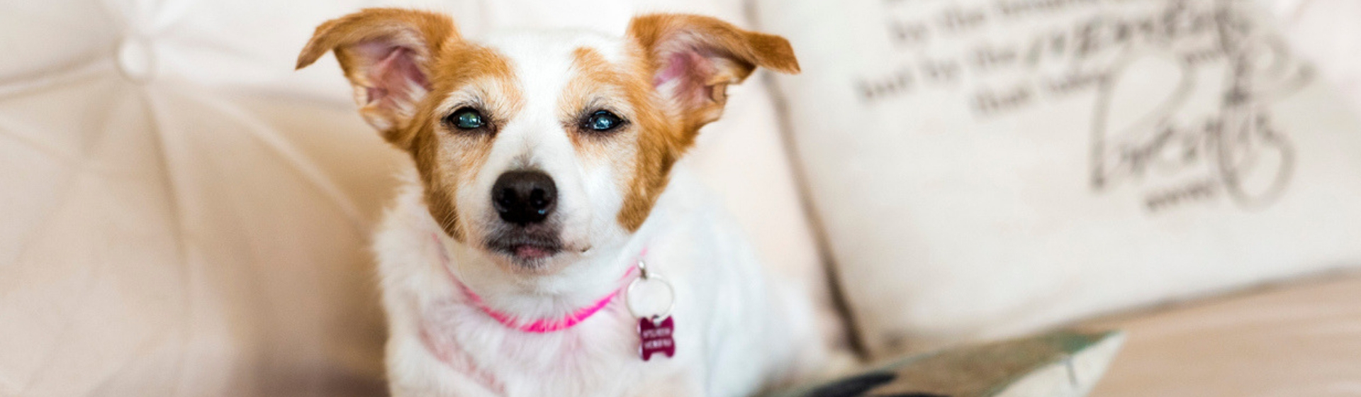 7 consejos para tratar con un perro ciego (Istock)