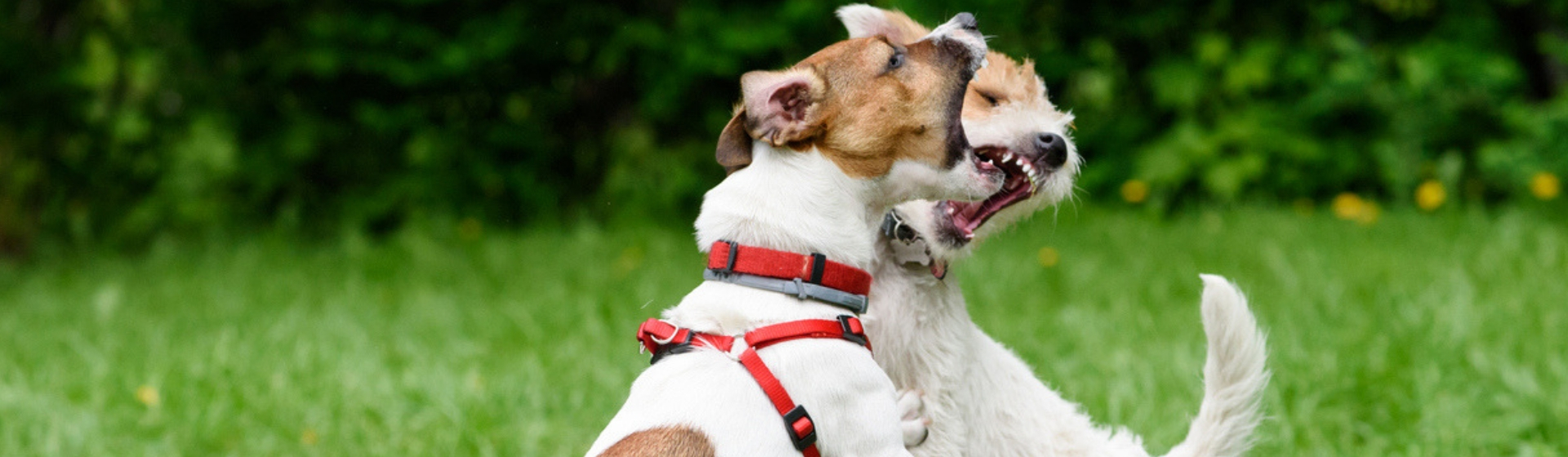 Cómo actuar ante una pelea de perros (Istock)