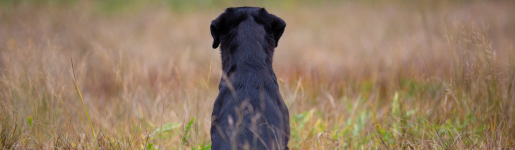 Cómo detectar si tu perro tiene artrosis (Istock)