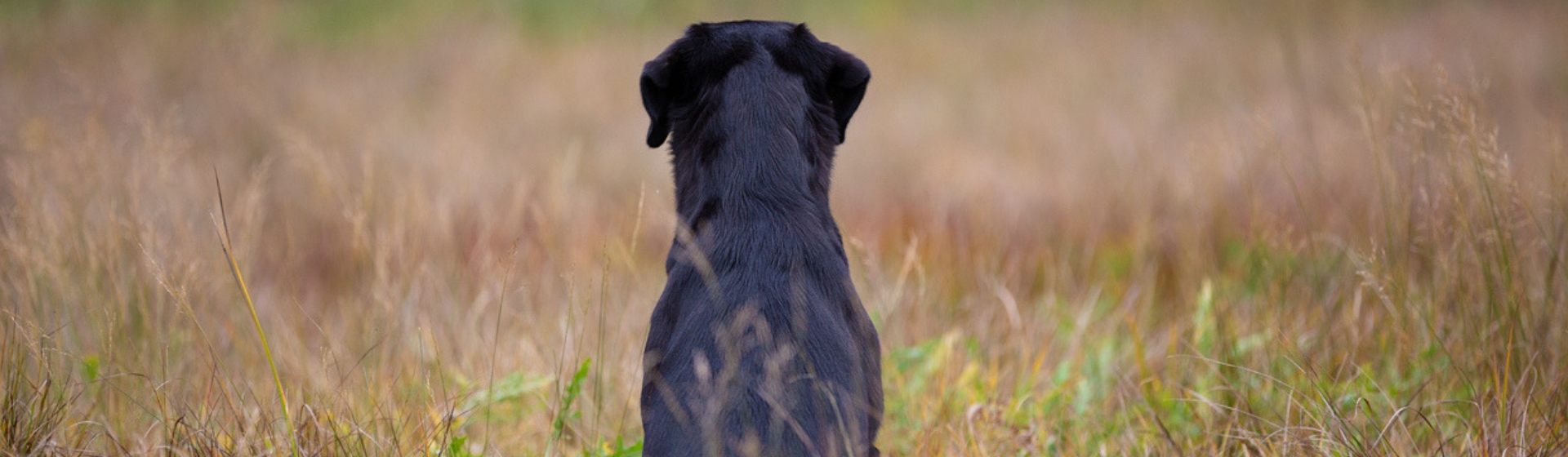 Cómo detectar si tu perro tiene artrosis (Istock)