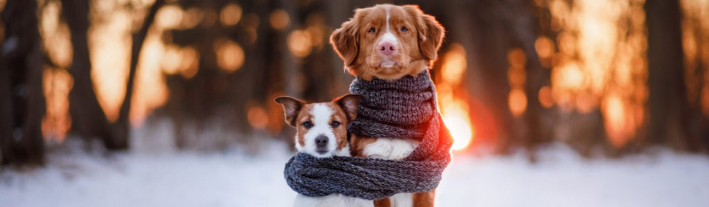 5 consejos si llevas a tu perro a la nieve (Istock)
