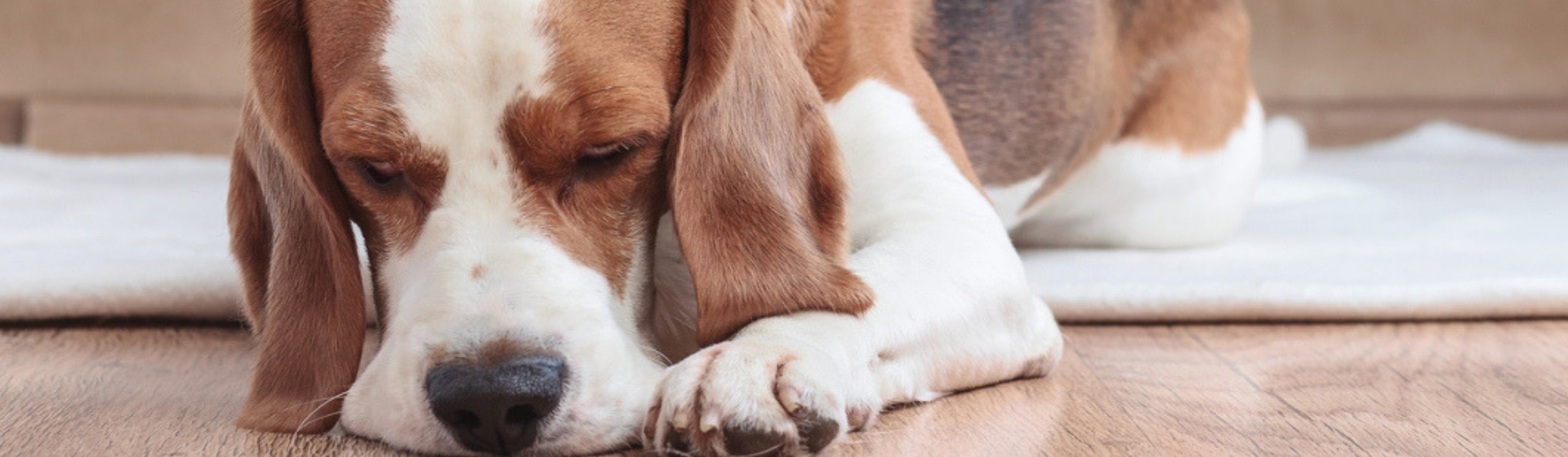 Qué hacer si se le clava una astilla a mi perro (Istock)