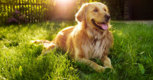 Golden retriever (Istock)