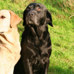 Labrador retriever (Istock)