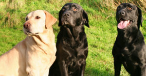 Labrador retriever (Istock)