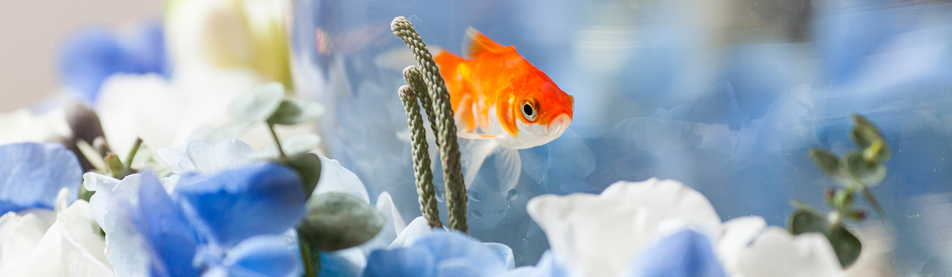 Los peces tienen buena memoria (iStock).