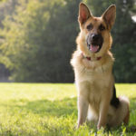 Pastor alemán (Istock)