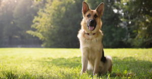 Pastor alemán (Istock)