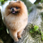 Pomerania (Istock)