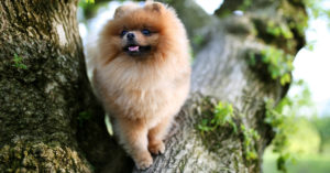 Pomerania (Istock)
