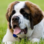 San Bernardo (Istock)