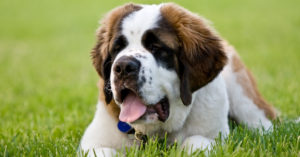 San Bernardo (Istock)