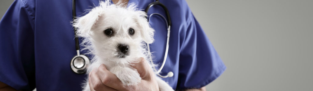 Los perros son algunos de los animales afectados por la tiña (iStock).