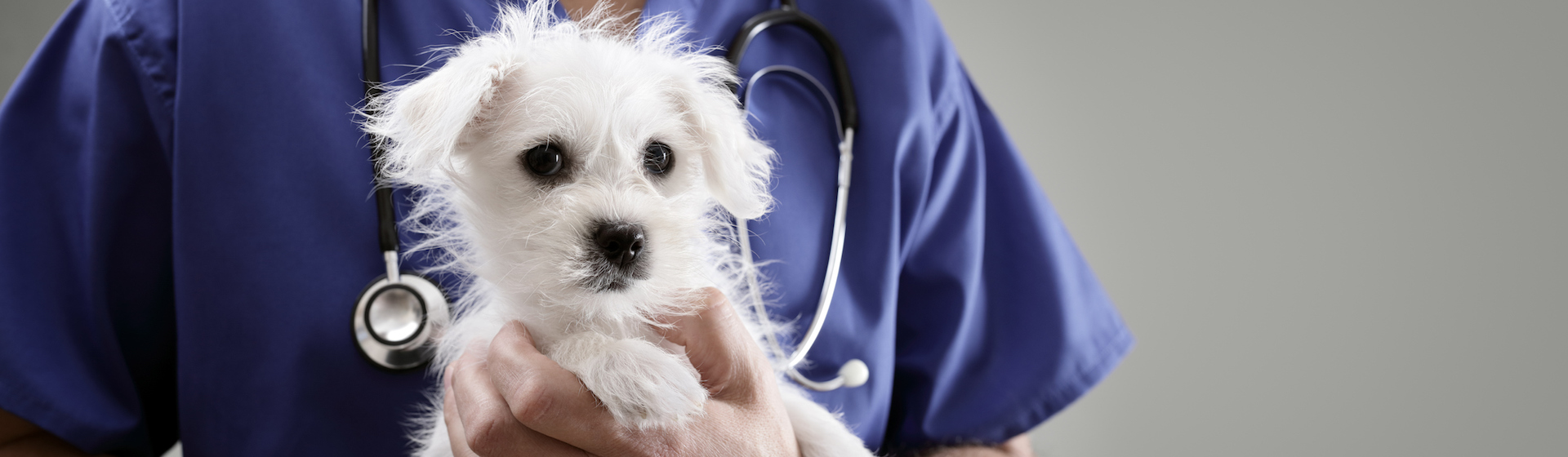 Los perros son algunos de los animales afectados por la tiña (iStock).