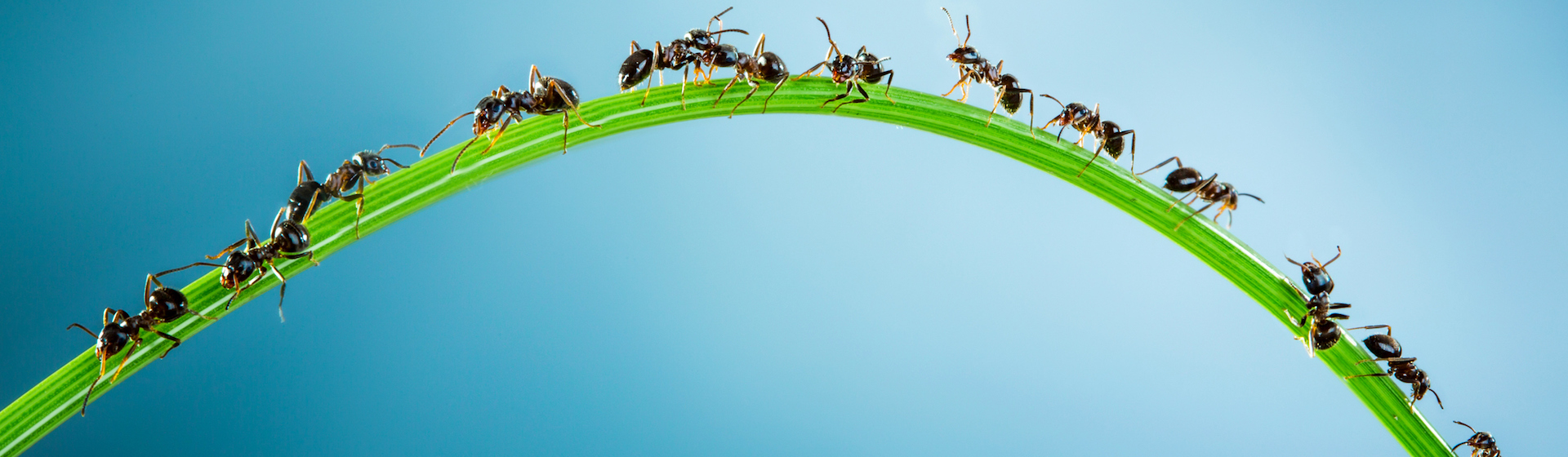 Tener un hormiguero en casa es una opción interesante (iStock).