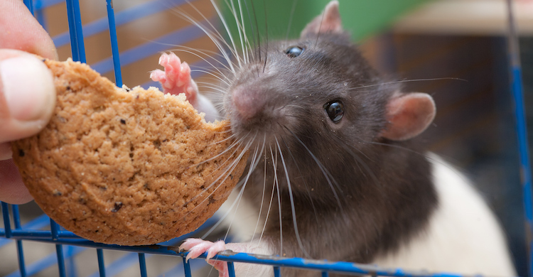 Cuidado con los alimentos que le das a tu rata (iStock).