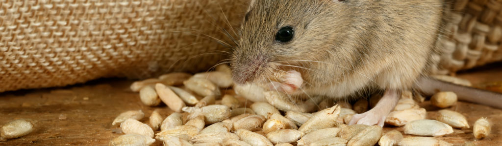 Alimentos prohibidos para tu rata (iStock).